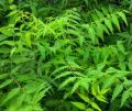 Aushadhi Herbal Neem Leaf Extract