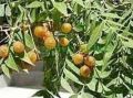 Aushadhi Herbal Reetha Extract