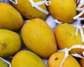 himapasanth mango