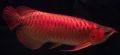 Chili Red Arowana Fishes
